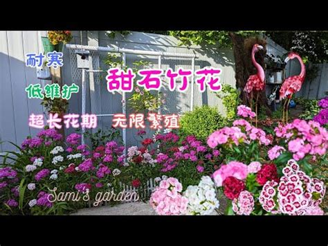 官帽花風水|【官帽花風水】官帽花風水揭密：升官發財、官司纏身你該知道！